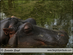 Wildlife Photographer in India